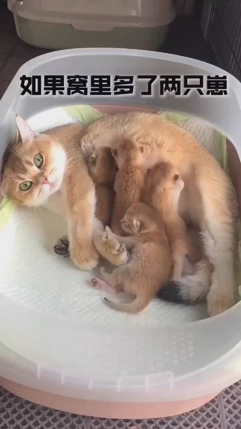 这几天我的心情